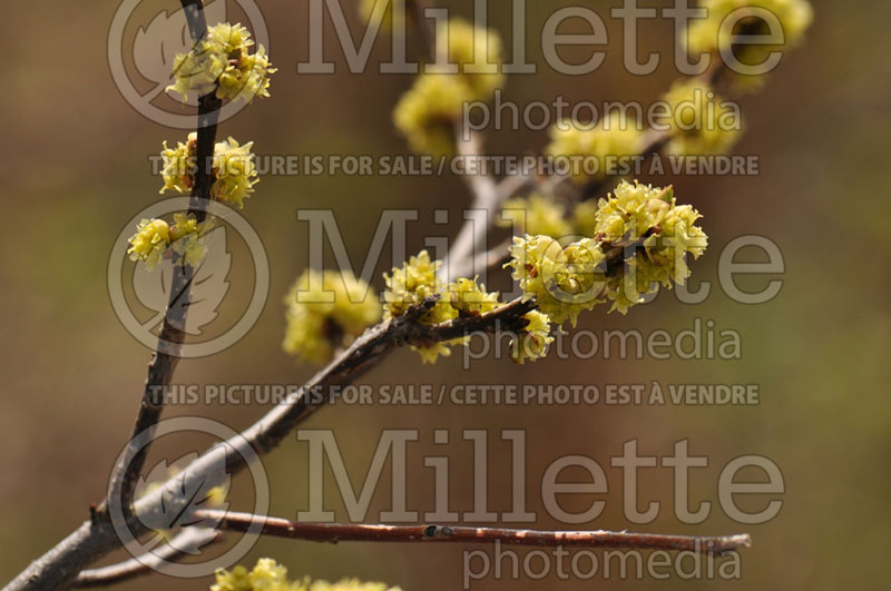 Lindera benzoin (allspice, spicebush) 1 