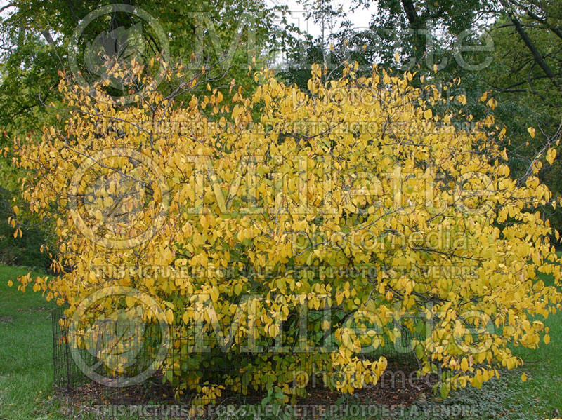 Lindera benzoin (allspice, spicebush) 2 