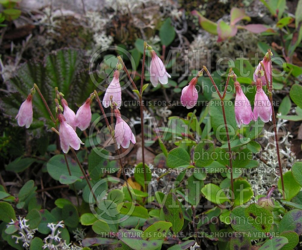 Linnaea borealis (Twinflower) 2 