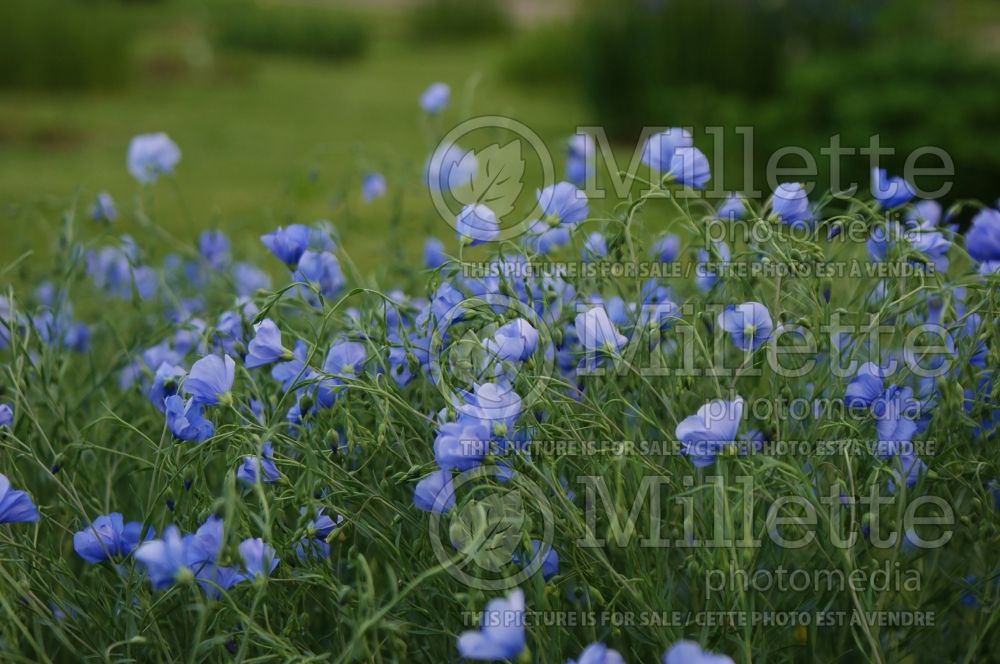 Linum narbonense (blue flax) 1