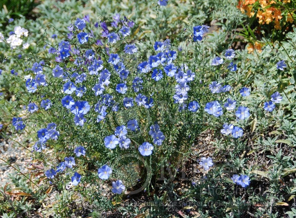 Linum lewisii (Western wild Blue Flax) 1