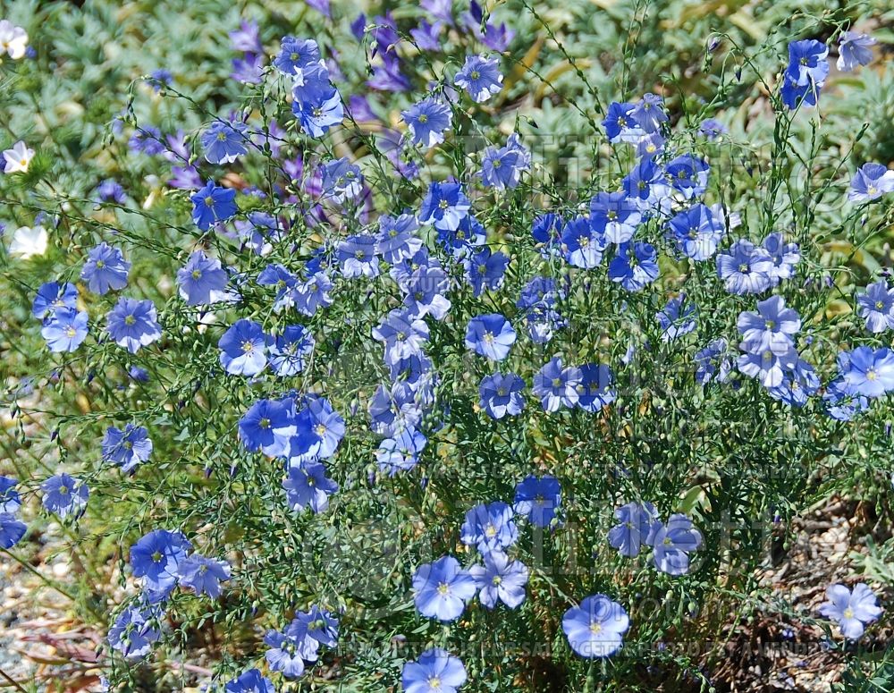 Linum lewisii (Western wild Blue Flax) 2