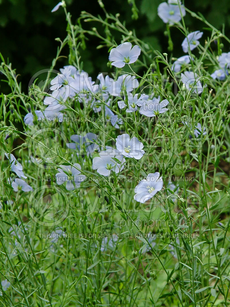 Linum Appar (Blue flax)  1