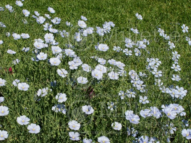 Linum perenne (Blue flax)  1