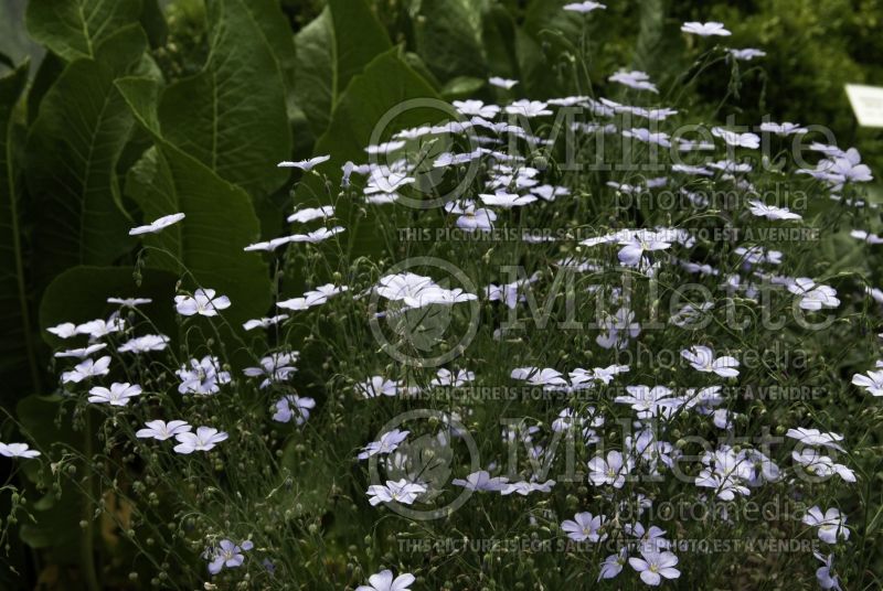 Linum perenne (Blue flax)  2