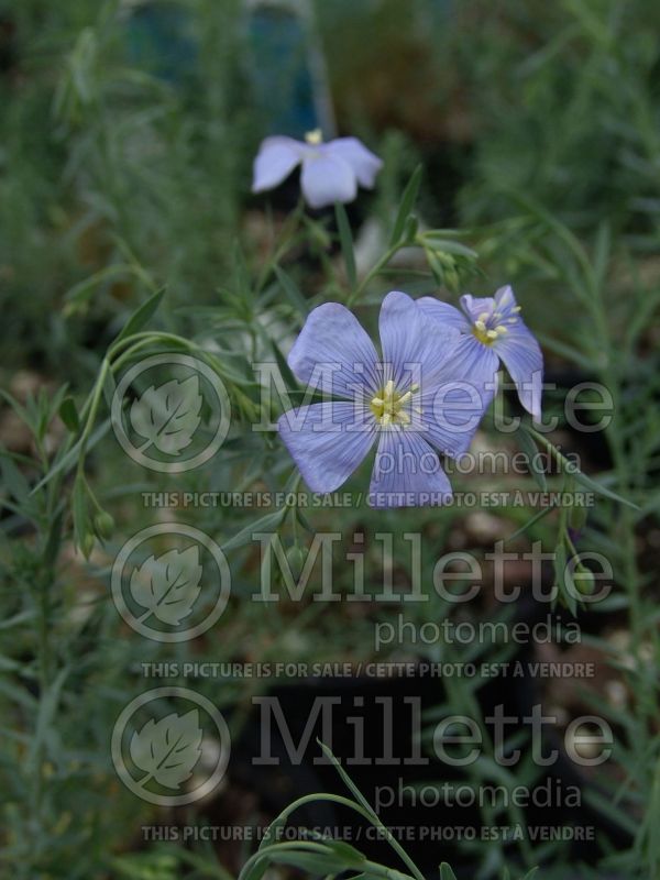 Linum Sapphire (Blue flax)  1