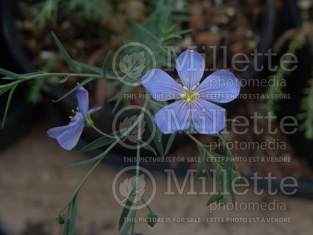 Linum Sapphire (Blue flax)  2