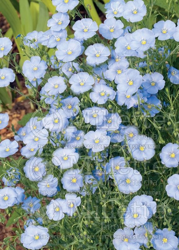 Linum perenne (Blue flax)  3