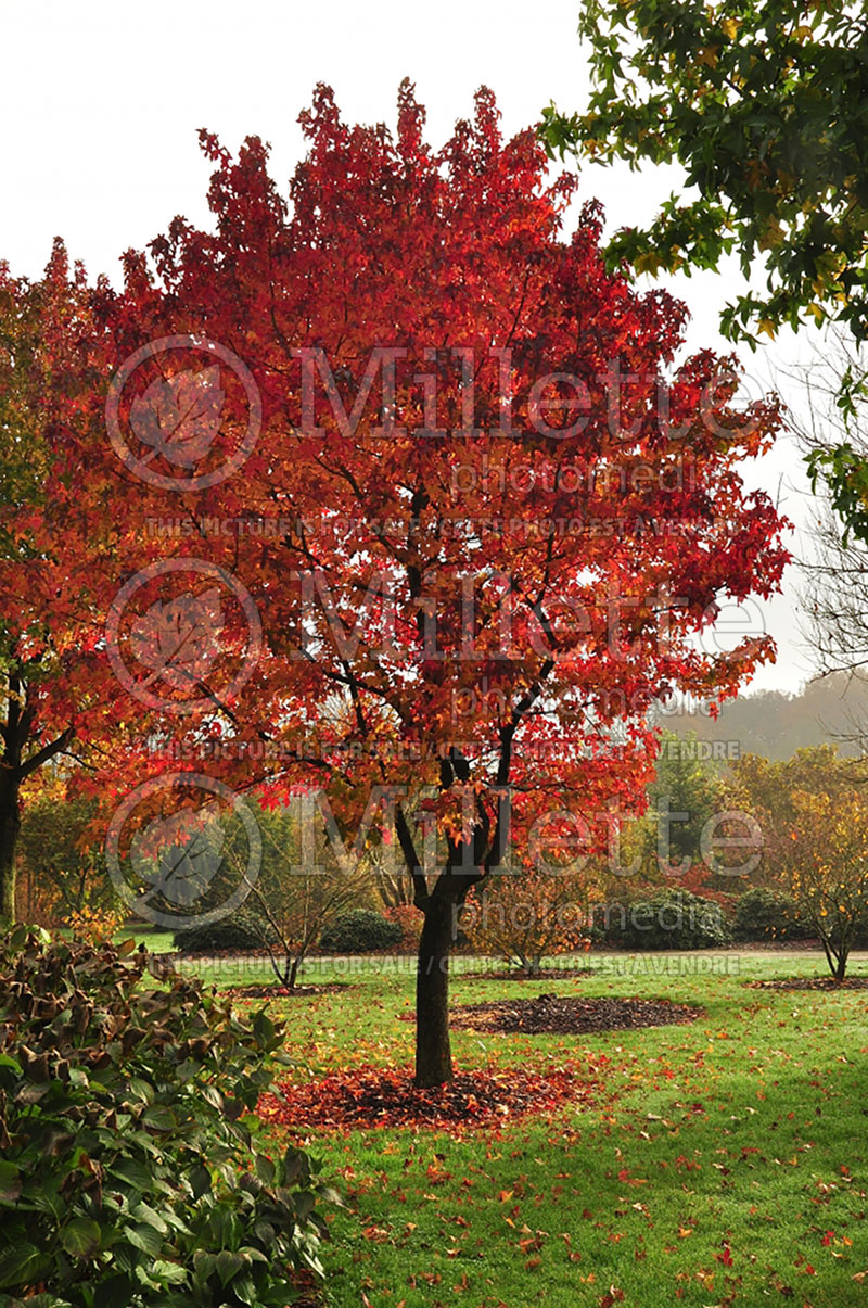 Liquidambar Aurora (Columnar Sweetgum) 1 