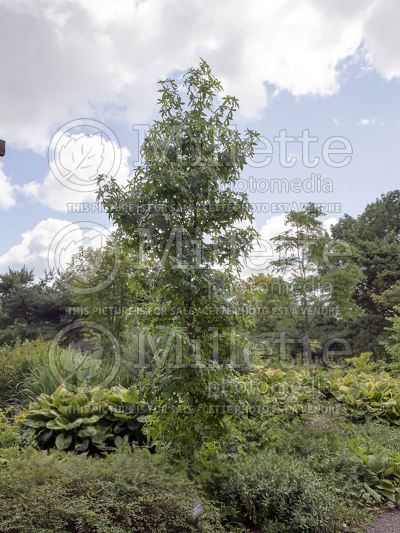 Liquidambar Cherokee or Ward (Sweetgum) 1 