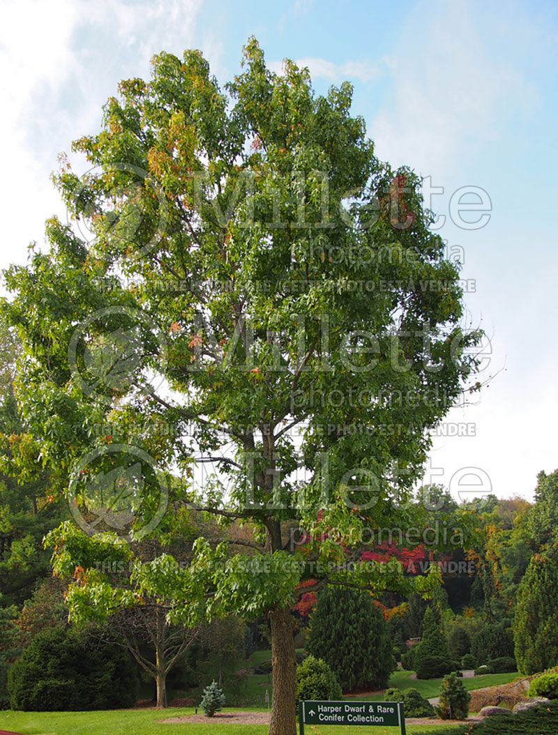 Liquidambar styraciflua (Sweetgum) 6 