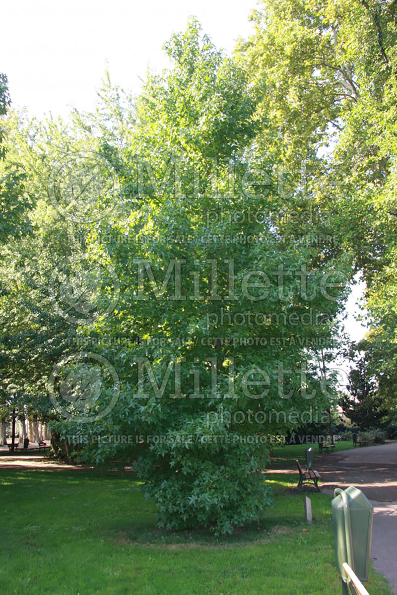 Liquidambar styraciflua (Sweetgum) 5 