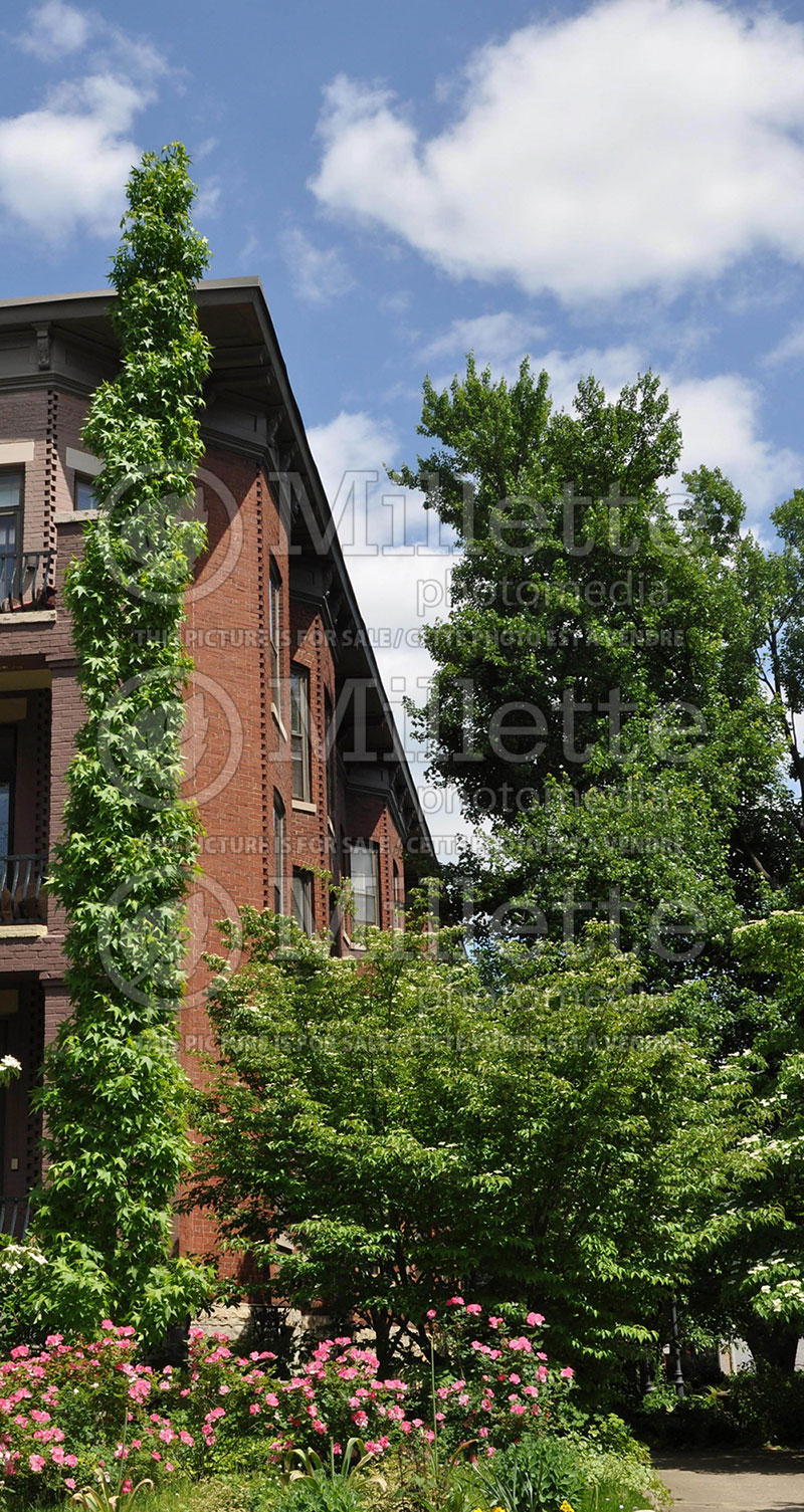 Liquidambar Slender Silhouette (Columnar Sweetgum) 1 