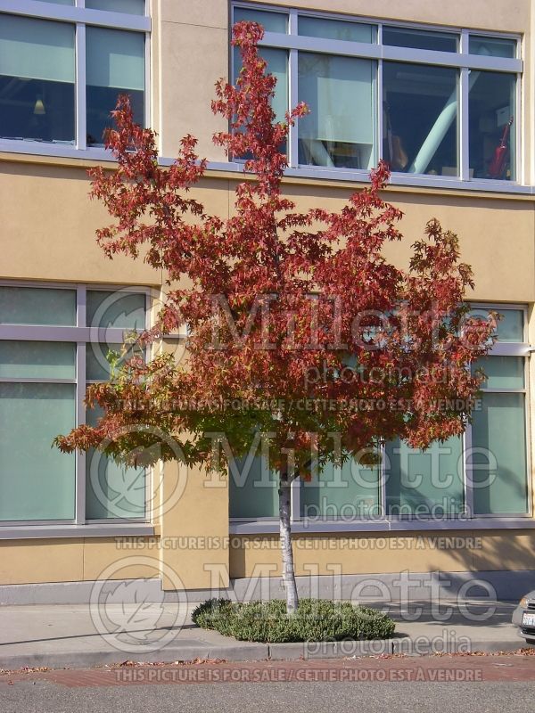 Liquidambar Worplesdon (Columnar Sweetgum) 1 