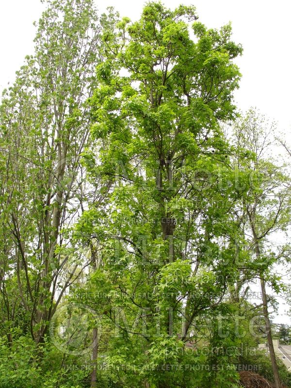 Liquidambar Worplesdon (Columnar Sweetgum) 2 