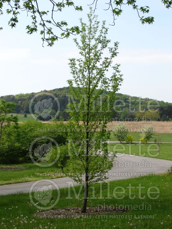 Liquidambar Worplesdon (Columnar Sweetgum) 3 