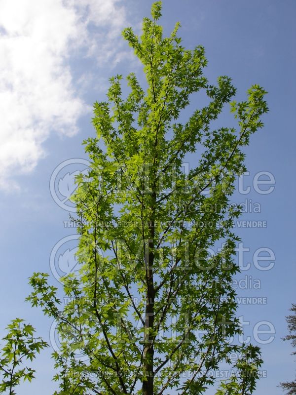 Liquidambar Worplesdon (Columnar Sweetgum) 4 