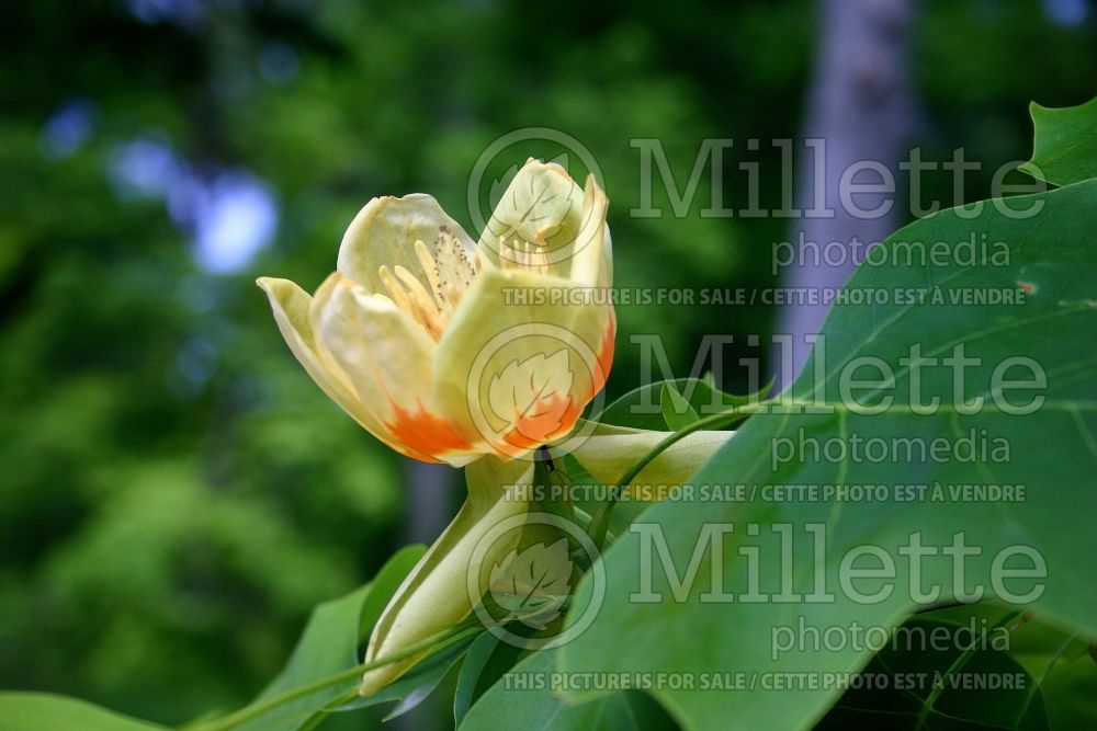 Liriodendron tulipifera (Tulip tree) 15