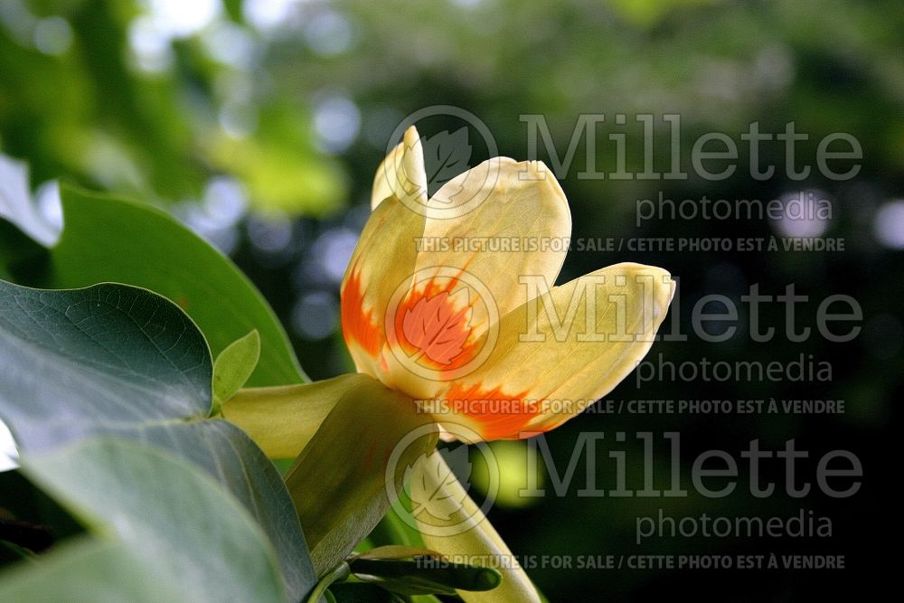 Liriodendron tulipifera (Tulip tree) 17
