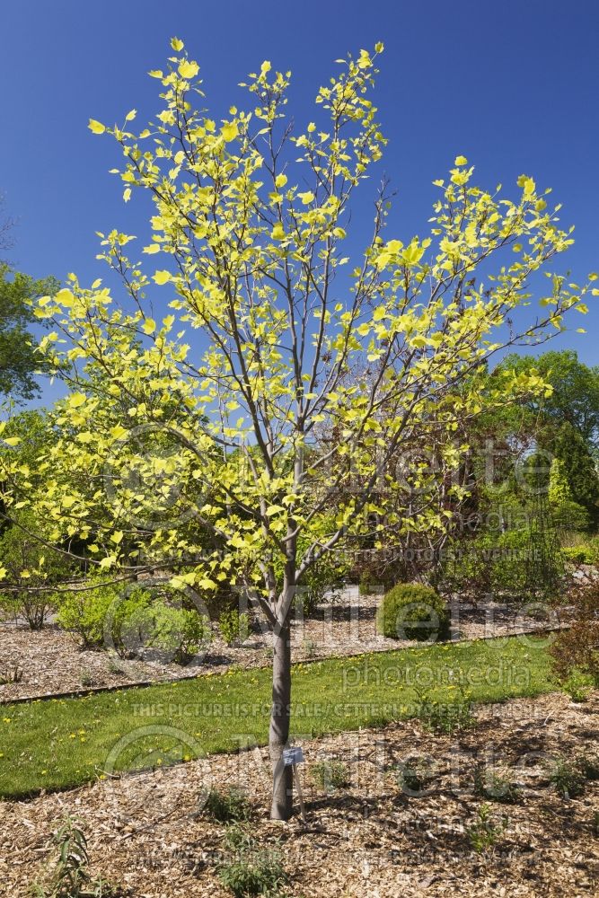 Liriodendron Glen Gold (tulip tree) 2 