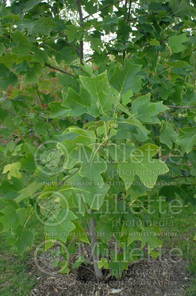 Liriodendron chinensis (Chinese tulip tree) 1 