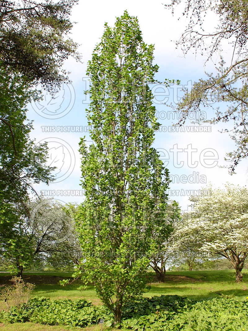 Liriodendron Arnold (tulip tree) 2 