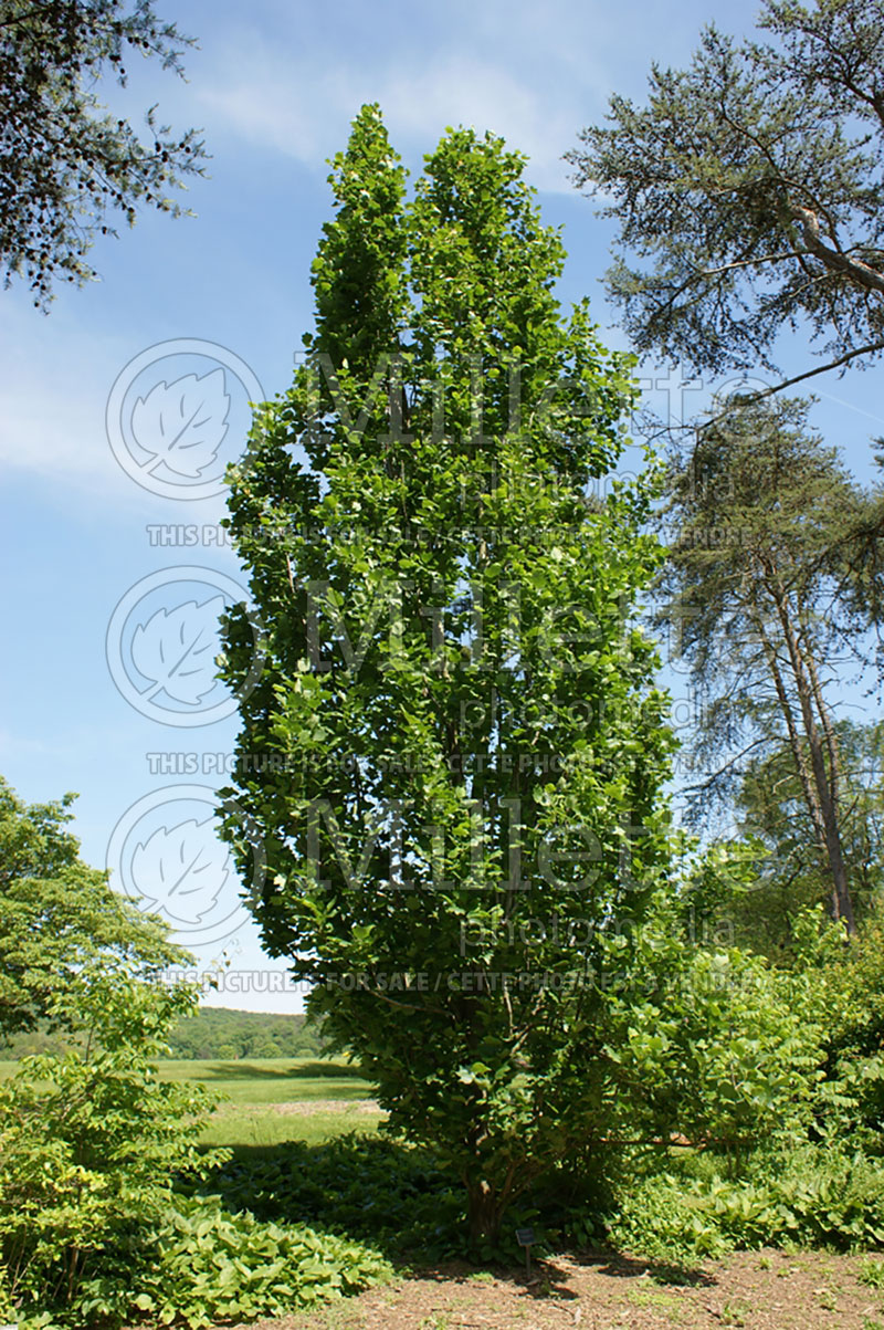 Liriodendron Arnold (tulip tree) 4 