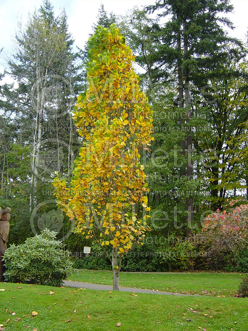 Liriodendron Fastigiatum (tulip tree) 1 