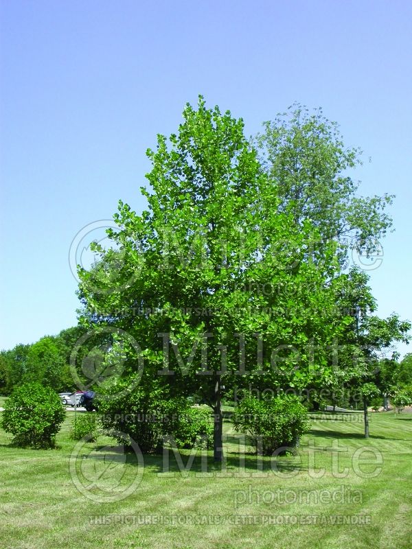 Liriodendron tulipifera (Tulip tree) 4 