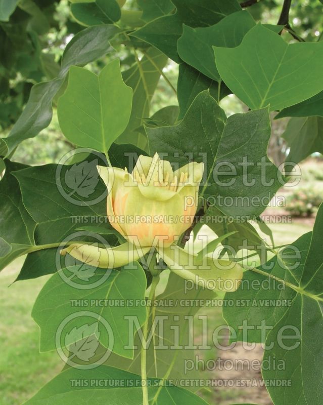 Liriodendron tulipifera (Tulip tree) 2 