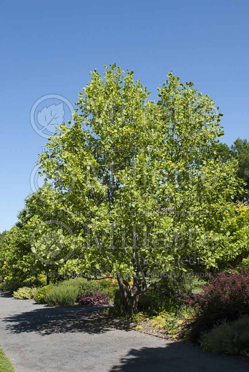 Liriodendron Variegata (tulip tree) 1 