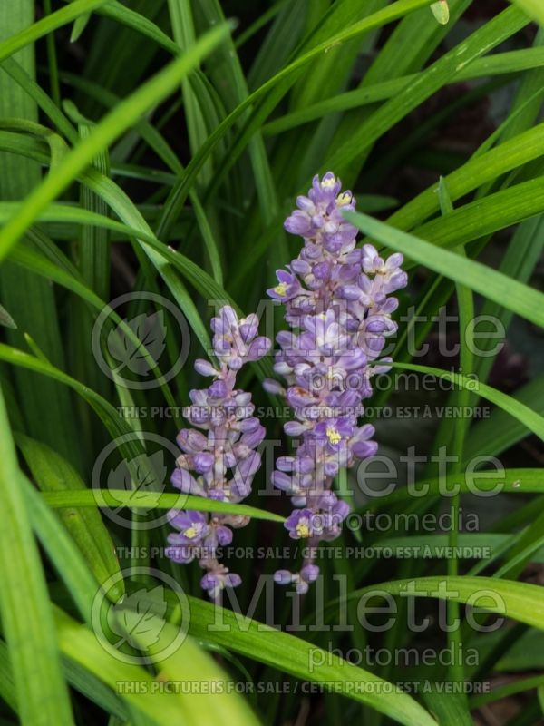 Liriope Big Blue (Lily turf) 2 