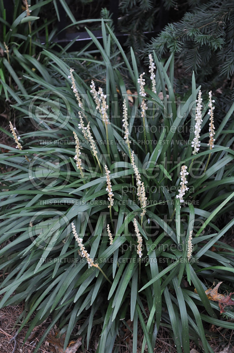 Liriope Monroe's White (Lily turf) 1 