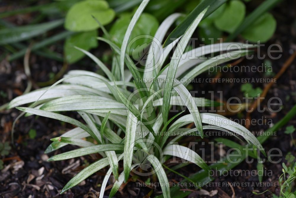 Liriope Okina (Lily turf) 4 