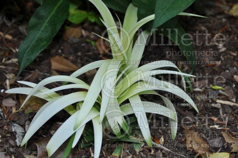 Liriope Okina (Lily turf) 1 