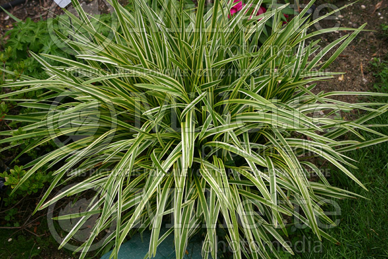 Liriope Variegata (Lily turf) 1