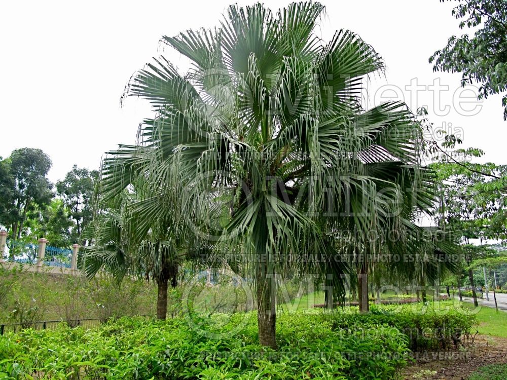 Livistona chinensis (Chinese fan palm) 1 