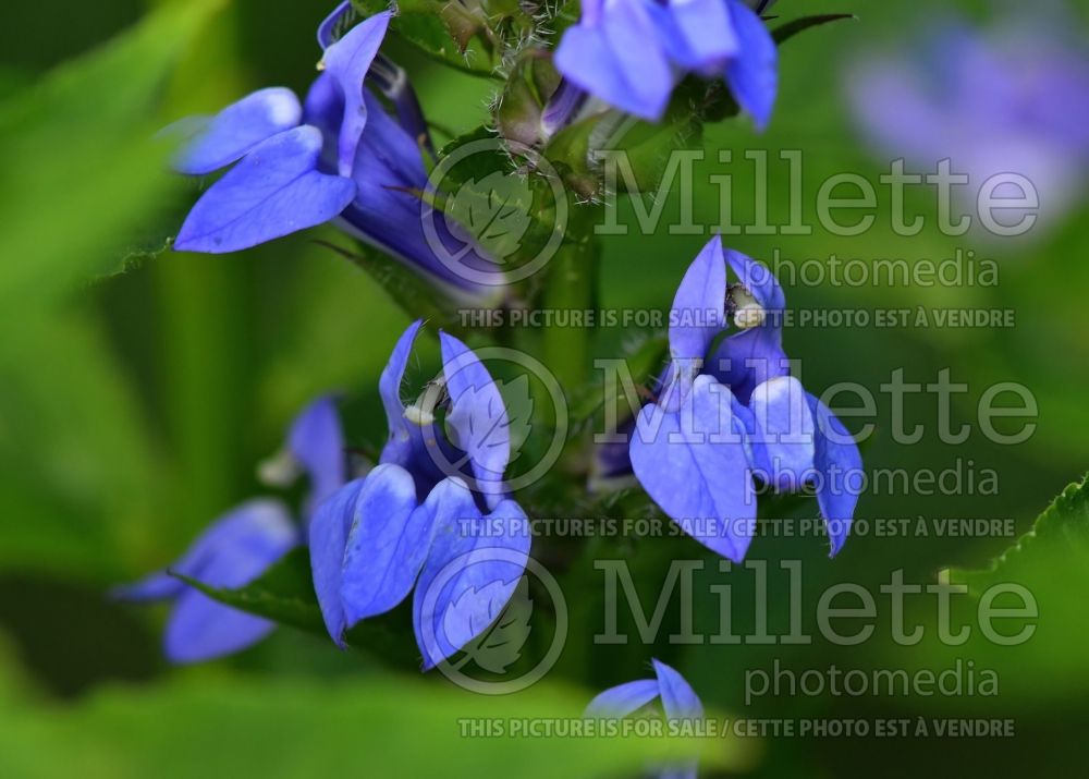 Lobelia siphilitica (Great Blue Lobelia) 2 