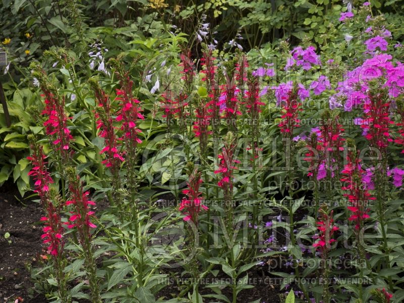 Lobelia Monet Moment (Cardinal Flower) 4 