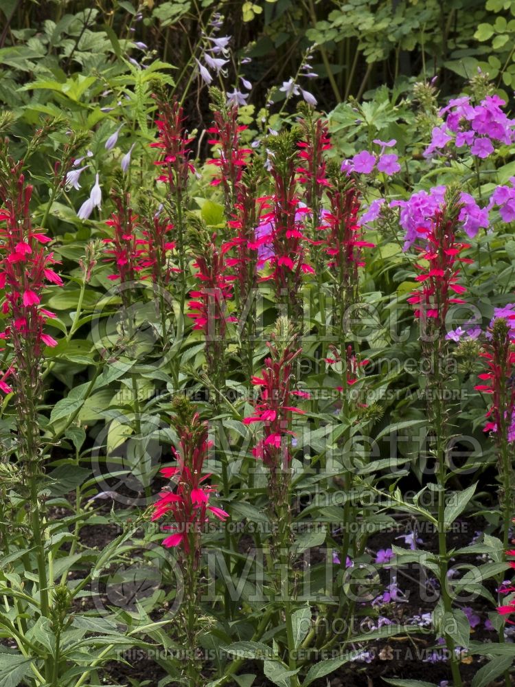 Lobelia Monet Moment (Cardinal Flower) 5 