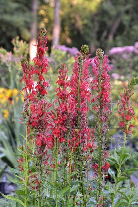 Lobelia cardinalis (Cardinal Flower) 4 