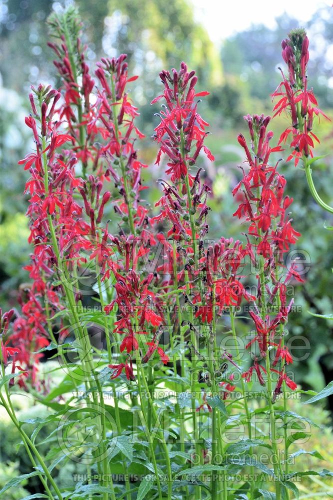 Lobelia cardinalis (Cardinal Flower) 5 