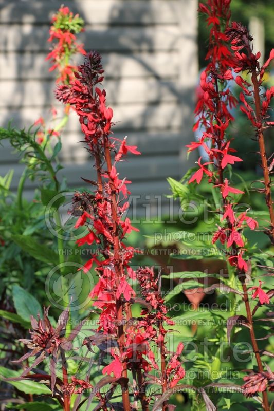 Lobelia Queen Victoria (Cardinal Flower) 1 