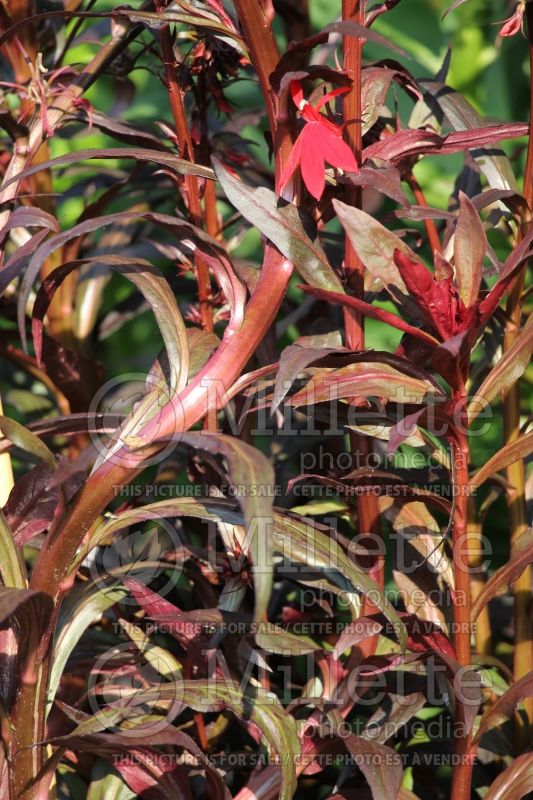 Lobelia Queen Victoria (Cardinal Flower) 2 