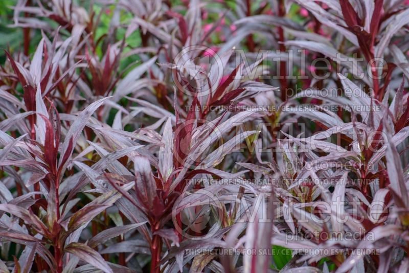 Lobelia Queen Victoria (Cardinal Flower) 3 