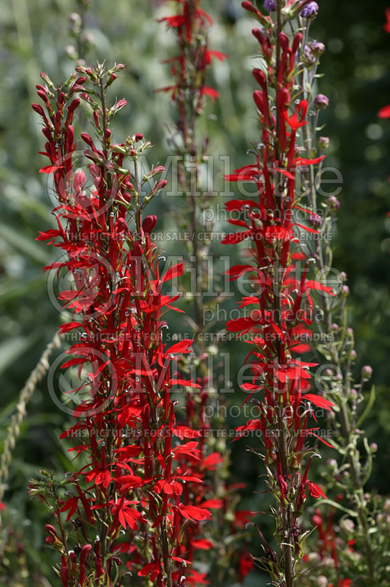 Lobelia cardinalis (Cardinal Flower) 2 