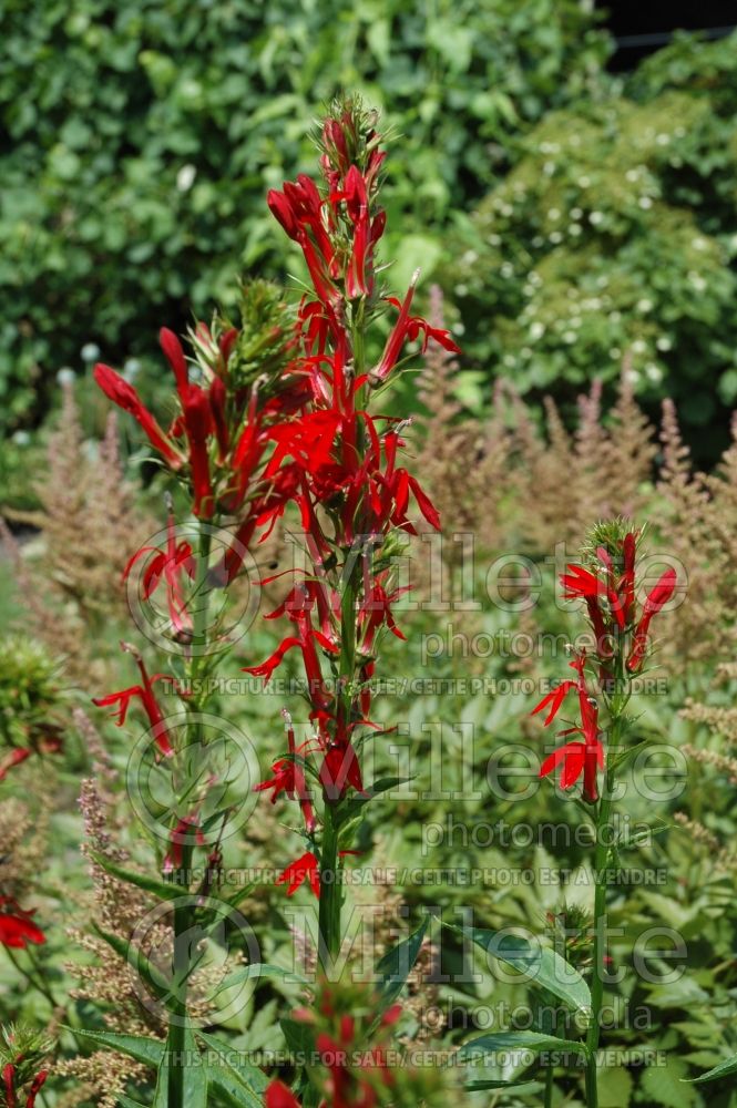 Lobelia cardinalis (Cardinal Flower) 3 