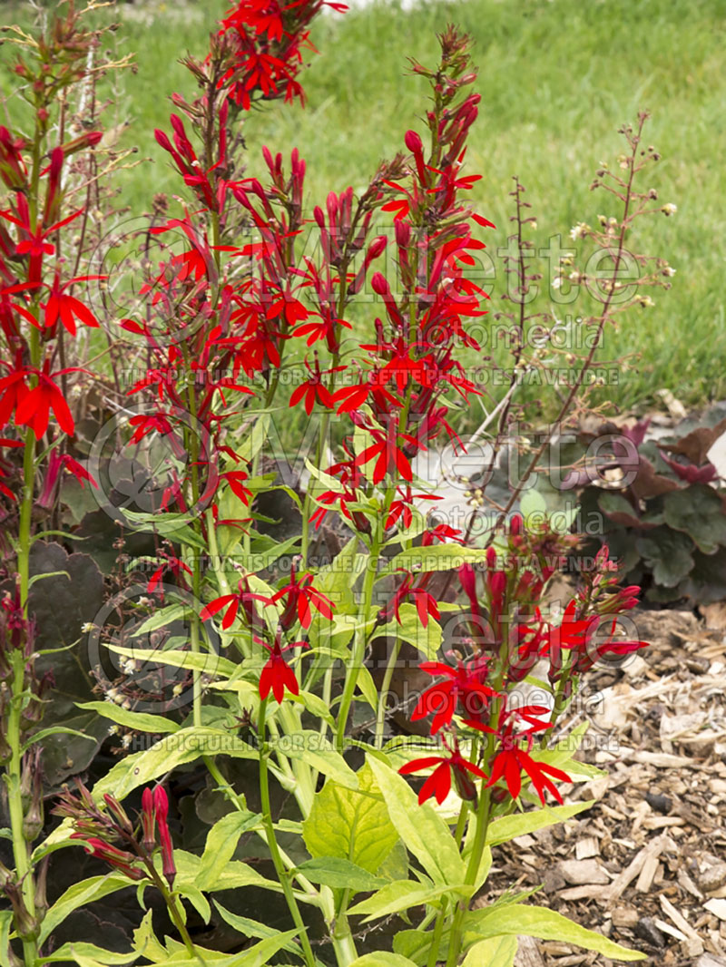 Lobelia Tan LIne (Cardinal Flower) 1 