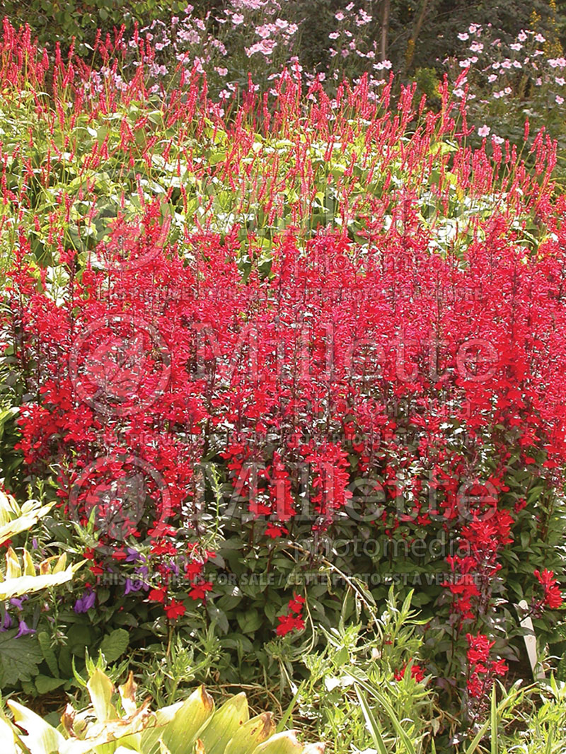 Lobelia cardinalis (Cardinal Flower) 1 