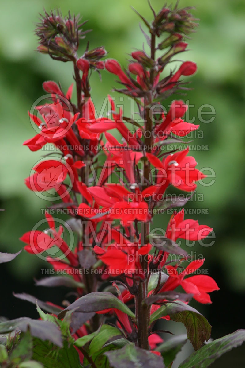 Lobelia Fan Scarlet (Cardinal Flower) 5 